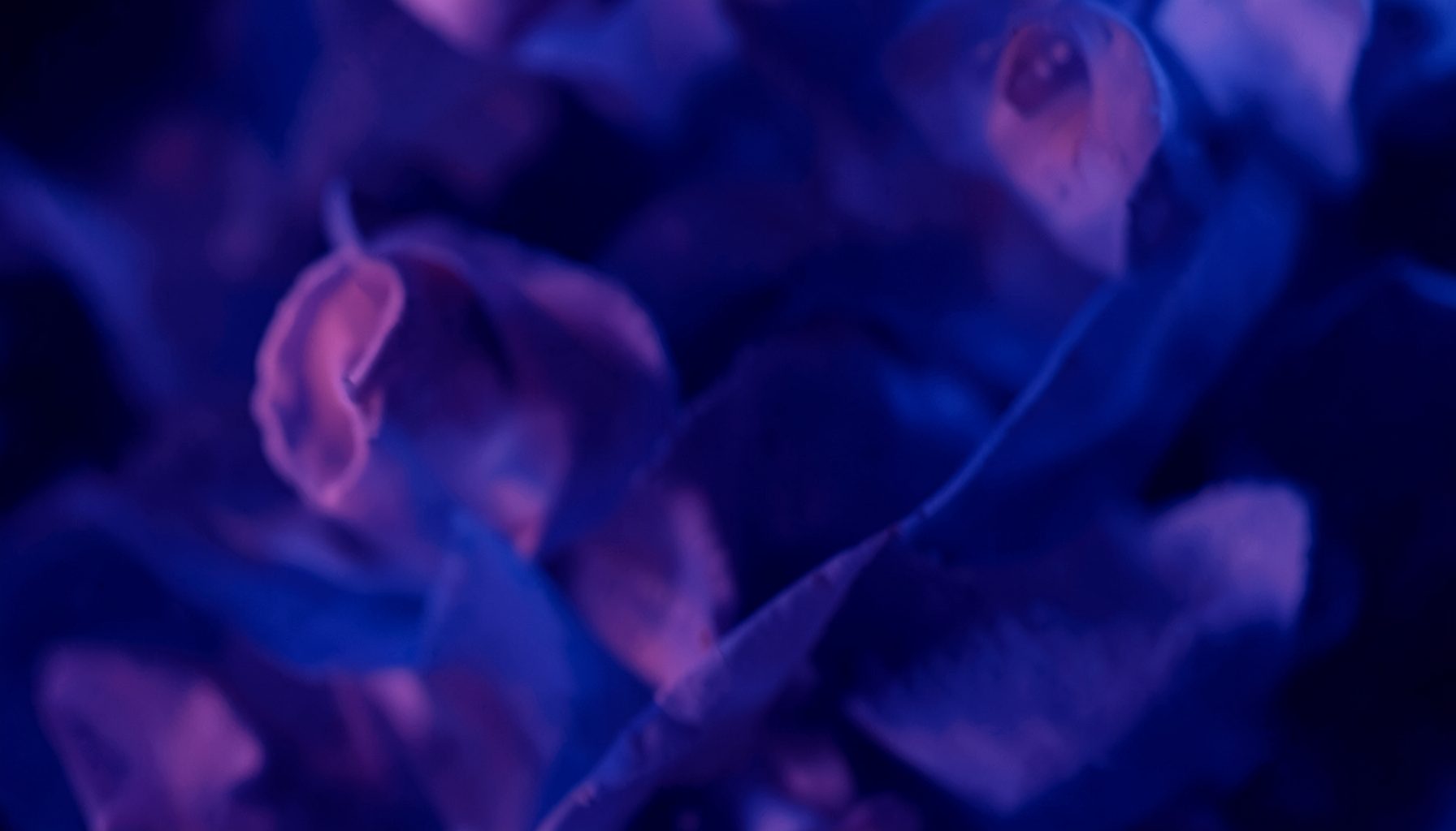 Deep indigo and rose abstract composition with a dreamy, romantic feel